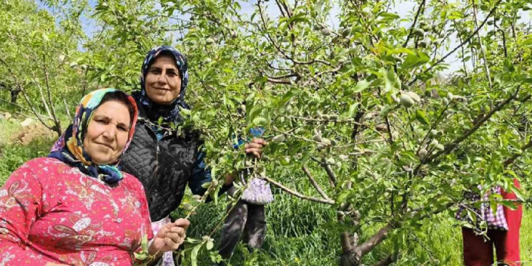 Turfanda çağla hasadı erkenden başladı: Kilosu 150 TL! 1